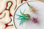Fuchsia Colorful Tillandsia Air Plants - Long Lasting Color Enhanced Live Tillandsia Succulent House Plants - Home and Garden Decor - Easy Care Indoor/Outdoor Plants (Harrisii, Single)