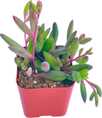 Succulents Plants Live 2" Othonna Capensis Ruby Necklace, Live Mini Succulent Plants, Easy Care House Plants Rooted in Succulent Soil Mix, by The Succulent Cult
