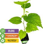 Dwarf Everbearing Black Mulberry Tree Live Plant – Morus nigra – Wellspring Gardens - Premium Fruit Tree for Indoor & Outdoor Planting – Ideal for Gardens, Patio, Landscaping, Bush & Berry Companion