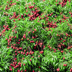 Lychee Tree Live Plant, 3 Gallon Pot, Grafted Lychee Tree, 3-4 Ft Tall Tropical Sweet Litchi Fruits Plant, No Ship to CA