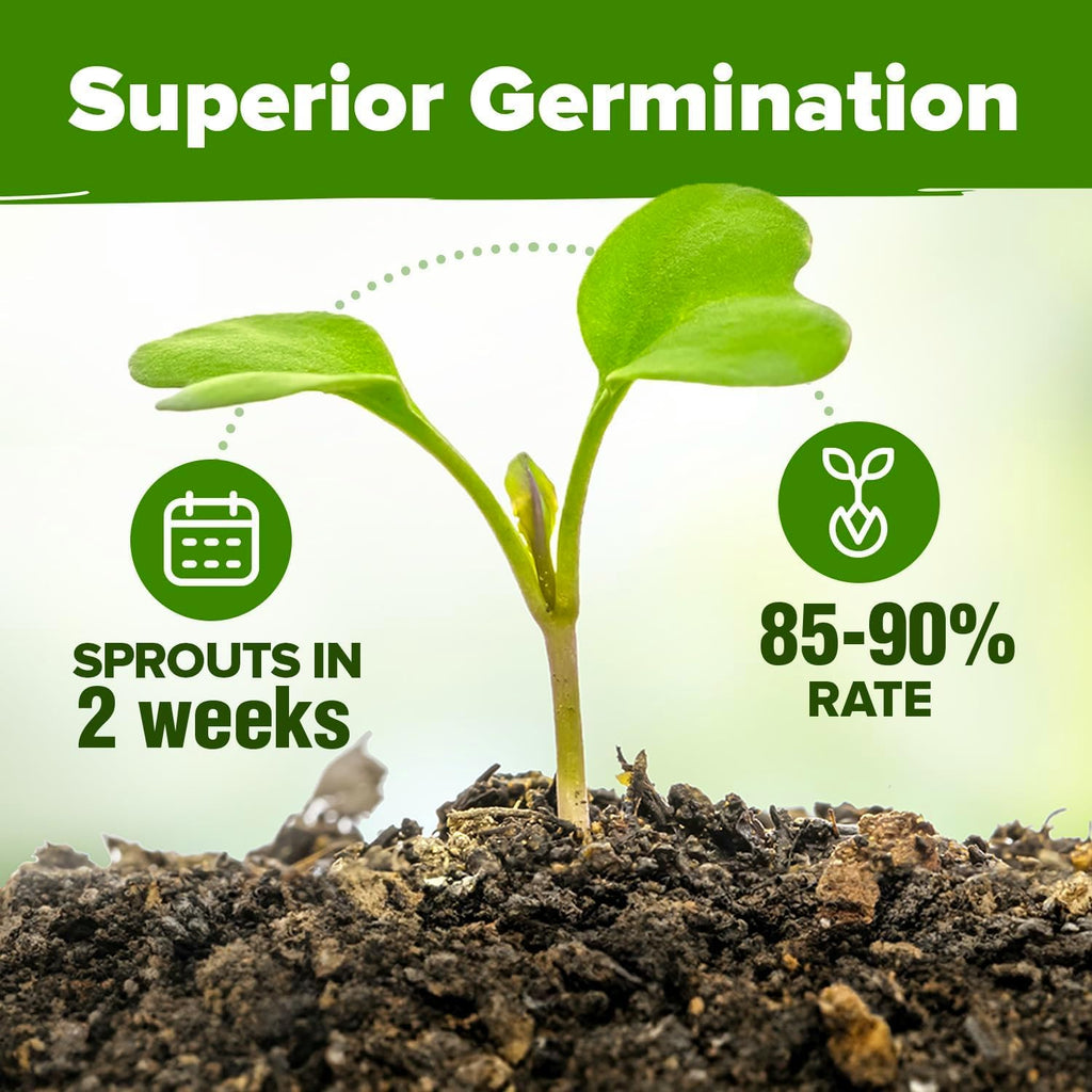 HOME GROWN 10 Herb Seeds for Planting 3,000+ Non-GMO Heirloom Seeds | Extra Large Variety Pack Herb Kit – Indoor Outdoor & Hydroponic | Culinary Seed Set | Grow Your Own Herbs | Gift for Beginners