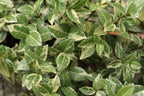 Variegated Asiatic Jasmine | 10 Live Plants | Trachelospermum Asiaticum | Fast Growing Ground Cover, Evergreen Foliage, Low Maintenance Vine, Landscaping Shrub, Drought Tolerant Plant