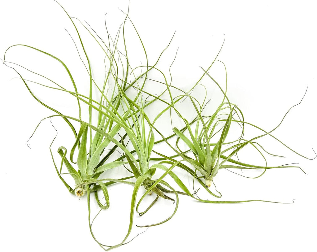ragnaroc Air Plants - Tillandsia Straminea Jumbo 6-9" - 3ct - Live Arrival Guaranteed - House Plants for Home Decor & Gift