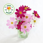 Back to the Roots Organic Cosmos Flower Grow Kit with Plantable Starting Pot Soil and Seeds