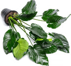 SubstrateSource Anubias Live Aquarium Plants - Potted Freshwater Plant for Fish Tanks, Terrariums - Beginner Friendly Low Light (Barteri Broad Leaf, Mother Plant)