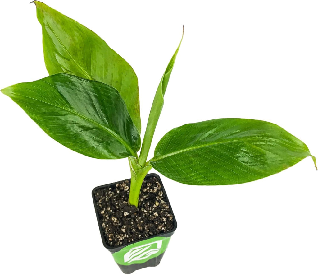 Tropicana Banana - Musa 'Tropicana' by Wellspring Gardens - Super Dwarf Cavendish Variety - Indoor and Outdoor Tropical Plant - Compact, Edible Bananas, Maroon/Purple Foliage