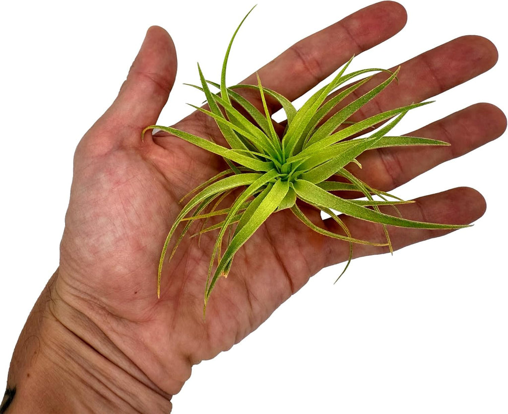 Live Air Plants - Tillandsia Geminiflora 1-3" - 1ct – ragnaroc Live Indoor Plant - Live Arrival Guaranteed - House Plants for Home Decor & Gift