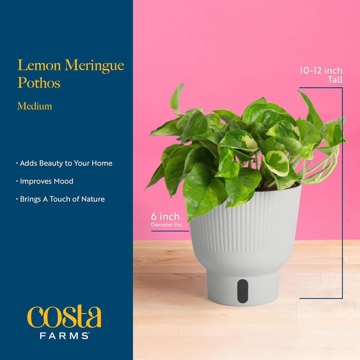 Costa Farms Lemon Meringue Pothos Live Plant in Self Watering Pot, Indoor Houseplant, Perfect for Home, Room, or Office Decor, Great House Warming or Birthday Gift, 10-12 Inches Tall