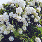 Snowball Bush Plant, Old Fashion Snowball Viburnum Bush Live Plant, 4 Inc Potted