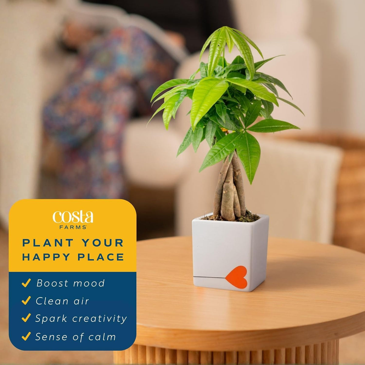 Costa Farms Money Tree Live Plant | 8-10 Inches Tall | Easy to Grow Indoor Houseplant in 2.5 Inch Plant Pot | Live Bonsai Home, Office, or Room Decor | Garden, Birthday, and Housewarming Gift