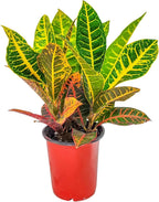 Croton Plants (Petra, 1 Gallon/6" Nursery Pot)