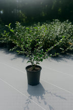 Sparkling Burgundy Camellia Bush, 1 Gallon, Fall Blooming Evergreen Shrub, 6-10 ft Tall