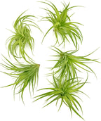 Live Air Plants - Tillandsia Geminiflora 1-3" - 5ct – ragnaroc Live Indoor Plant - Live Arrival Guaranteed - House Plants for Home Decor & Gift