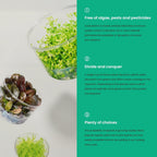 Ultum Nature Systems Live Tissue Culture - Lagenandra meeboldii 'Green' - Moderate - Low to Moderate Light - Bright Green Accent - Midground - 100% Snail Free Grown in-Vitro - Regular Cup