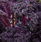 Scarlet Red Kale Seeds for Planting – Plant & Grow Heirloom Scarlet Red Kale in Home Outdoor Vegetable Garden, Brassica oleracea – 3 Packets