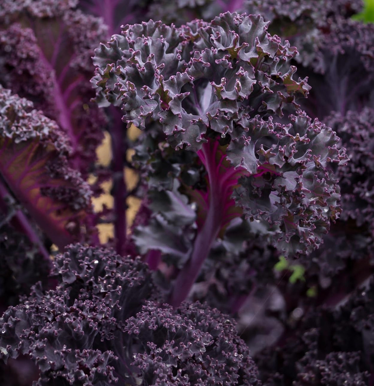 Scarlet Red Kale Seeds for Planting – Plant & Grow Heirloom Scarlet Red Kale in Home Outdoor Vegetable Garden, Brassica oleracea – 3 Packets
