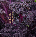 Scarlet Red Kale Seeds for Planting – Plant & Grow Heirloom Scarlet Red Kale in Home Outdoor Vegetable Garden, Brassica oleracea – 5 Packets