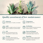 Shop Succulents Endless Summer Succulent Pack Collection - Live Mini Succulent Plants, Low Maintenance, Colors & Textures - Wedding and Party Favors, Gift & Garden, Pack of 12