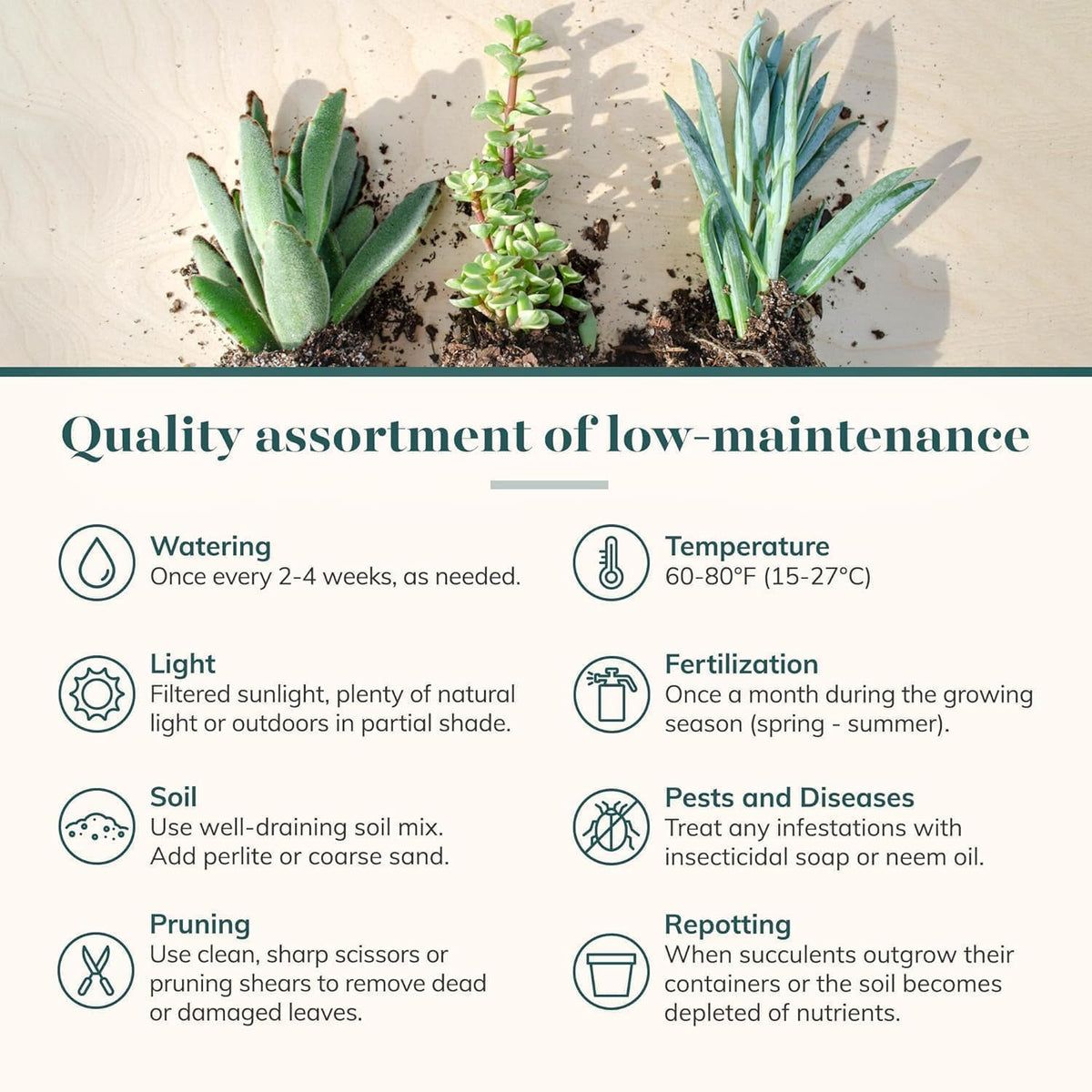 Shop Succulents Collectors Succulent Plant Pack Collection - Live Mini Succulent Plants, Low Maintenance, Colors & Textures - Wedding and Party Favors, Gift & Garden, Pack of 256