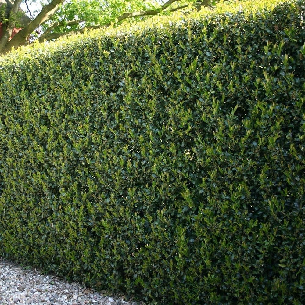 Burfordi Holly | 1 Quart Size Plant | Ilex Cornuta | Fast Growing Evergreen Shrubs, Privacy Hedge Plants, Dark Green Foliage, Low Maintenance Landscaping, Ideal for Hedges and Borders