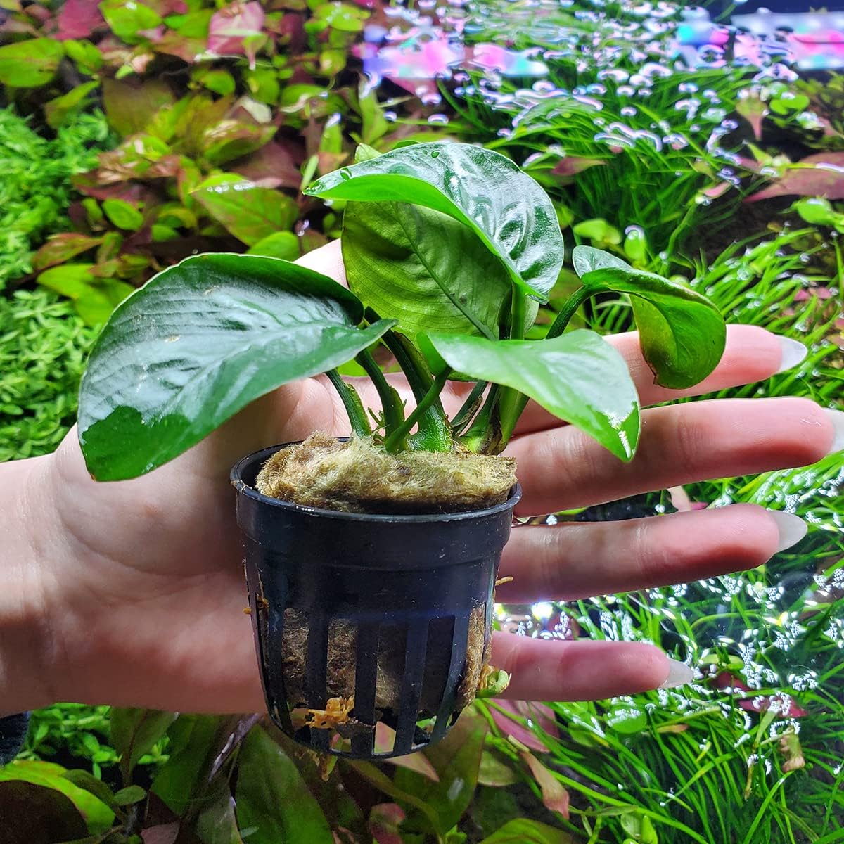 SubstrateSource Anubias Live Aquarium Plants - Potted Freshwater Plant for Fish Tanks, Terrariums - Beginner Friendly Low Light (Barteri Butterfly, 3 Pots)