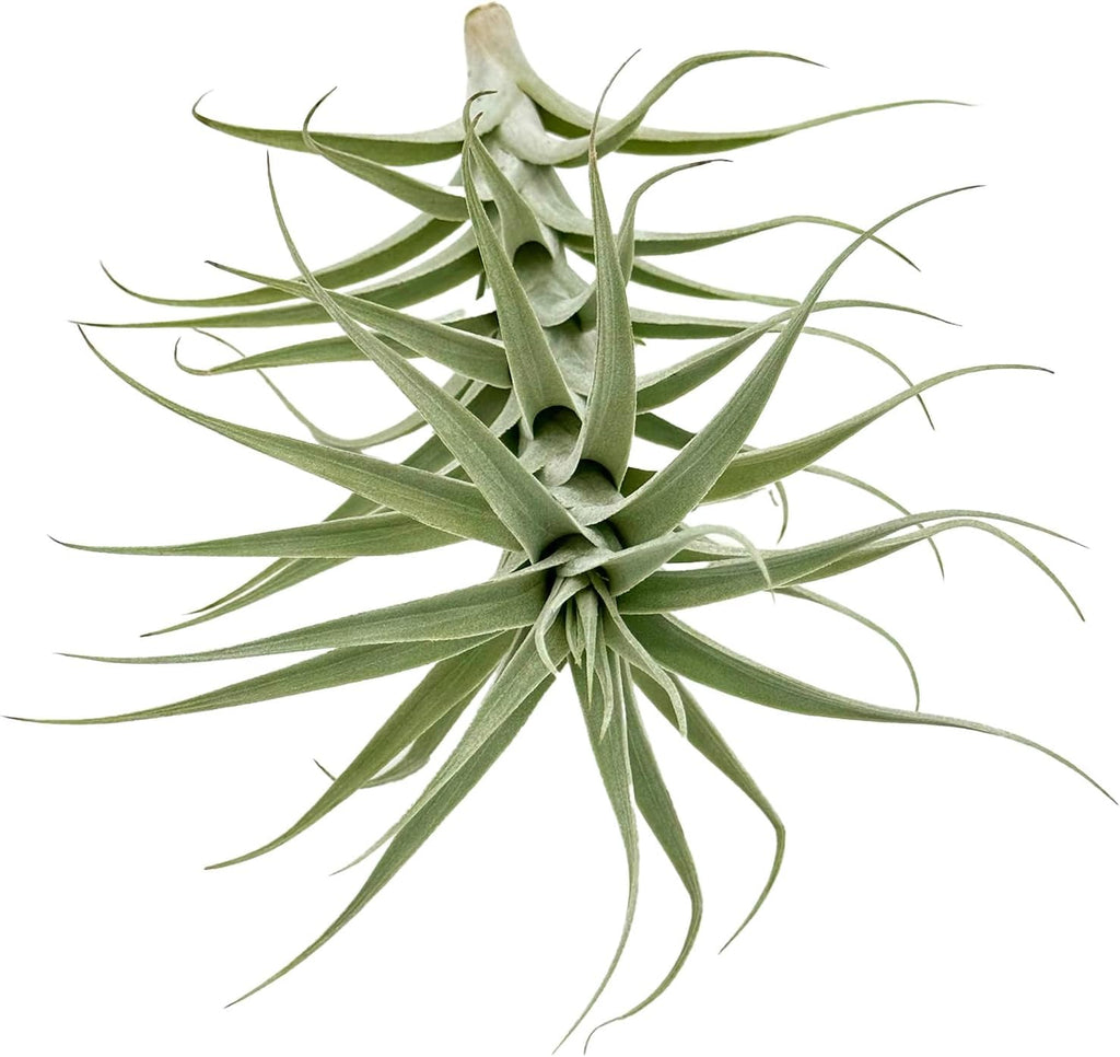Live Air Plants - Tillandsia Albida 7-12" - 3ct – ragnaroc Live Indoor Plant - Live Arrival Guaranteed - House Plants for Home Decor & Gift