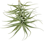 Live Air Plants - Tillandsia Albida 7-12" - 1ct – ragnaroc Live Indoor Plant - Live Arrival Guaranteed - House Plants for Home Decor & Gift