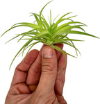 Live Air Plants - Tillandsia Geminiflora 1-3" - 1ct – ragnaroc Live Indoor Plant - Live Arrival Guaranteed - House Plants for Home Decor & Gift
