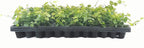 Creeping Fig Plant Ficus Pumila Climbing Vine - 30 Live Fully Rooted Plants