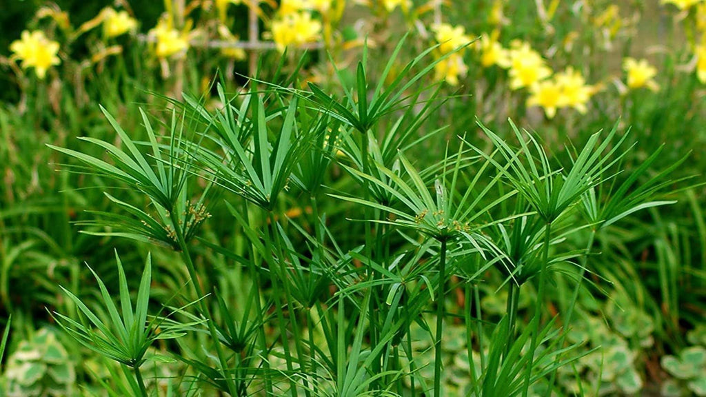 Dwarf Papyrus Plant | 3 Live Plants | Cyperus Shade & Wet Tolerant Aquatic Foliage