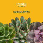 Costa Farms Mini Succulent DIY Heart Kit Fully Rooted, 2-inch Live Indoor Plant, 4-Inches Tall, Heart Frame DIY Kit, Housewarming Gift, Room Decor