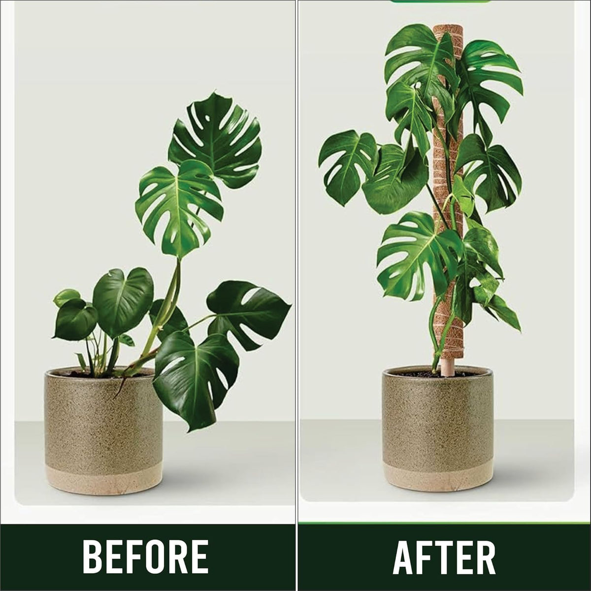 Moss Pole Pack of 4 – 50CM Monstera Plant Support | Natural Coco Coir Plant Poles for Indoor Plants | Extendable Moss Sticks for Climbing Plants, Pothos & Philodendron