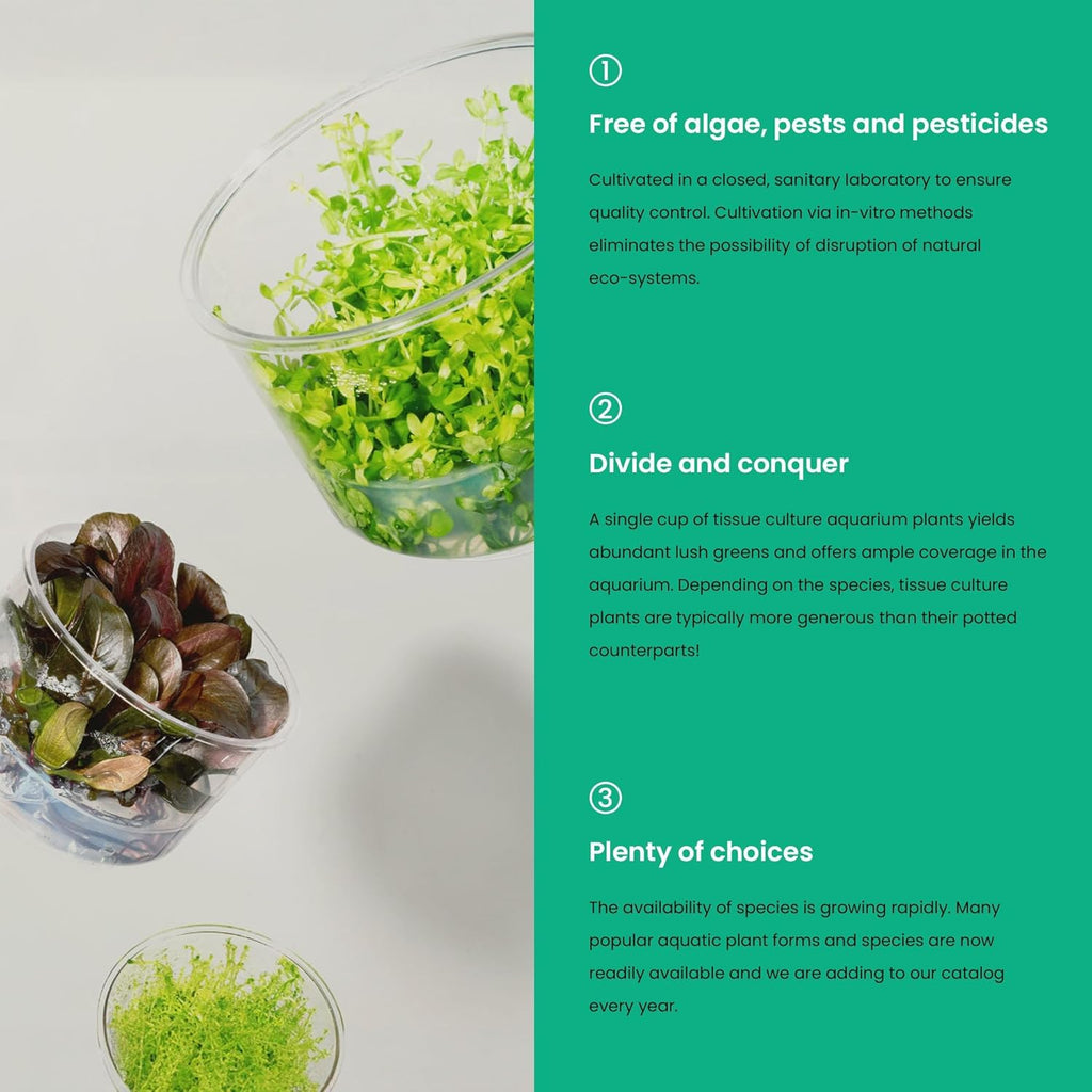 Ultum Nature Systems Live Tissue Culture - Bucephalandra Brownie Phoenix - Easy, Low-Med Light - Dark Green, Red, Purple Accent - Foreground to Midground - 100% Snail Free Grown In-Vitro - Regular Cup