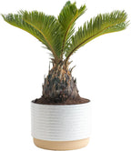 Costa Farms Live Sago Palm, Easy to Grow Live Indoor Plant, Houseplant in Plant Pot, Home and Room Decor, 1 Foot Tall