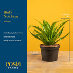 Costa Farms Bird's Nest Fern Live Plant in Plastic Pot, Air Purifying Indoor Houseplant, Perfect for Home, Room, or Office Decor, Great House Warming or Birthday Gift, 12-18 Inches Tall