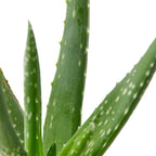 Aloe Vera Live Plant for Indoor | Different Houseplants in 4'' & 6'' Pot | Real House Plant for Living Room, Office, Desk & Bathroom