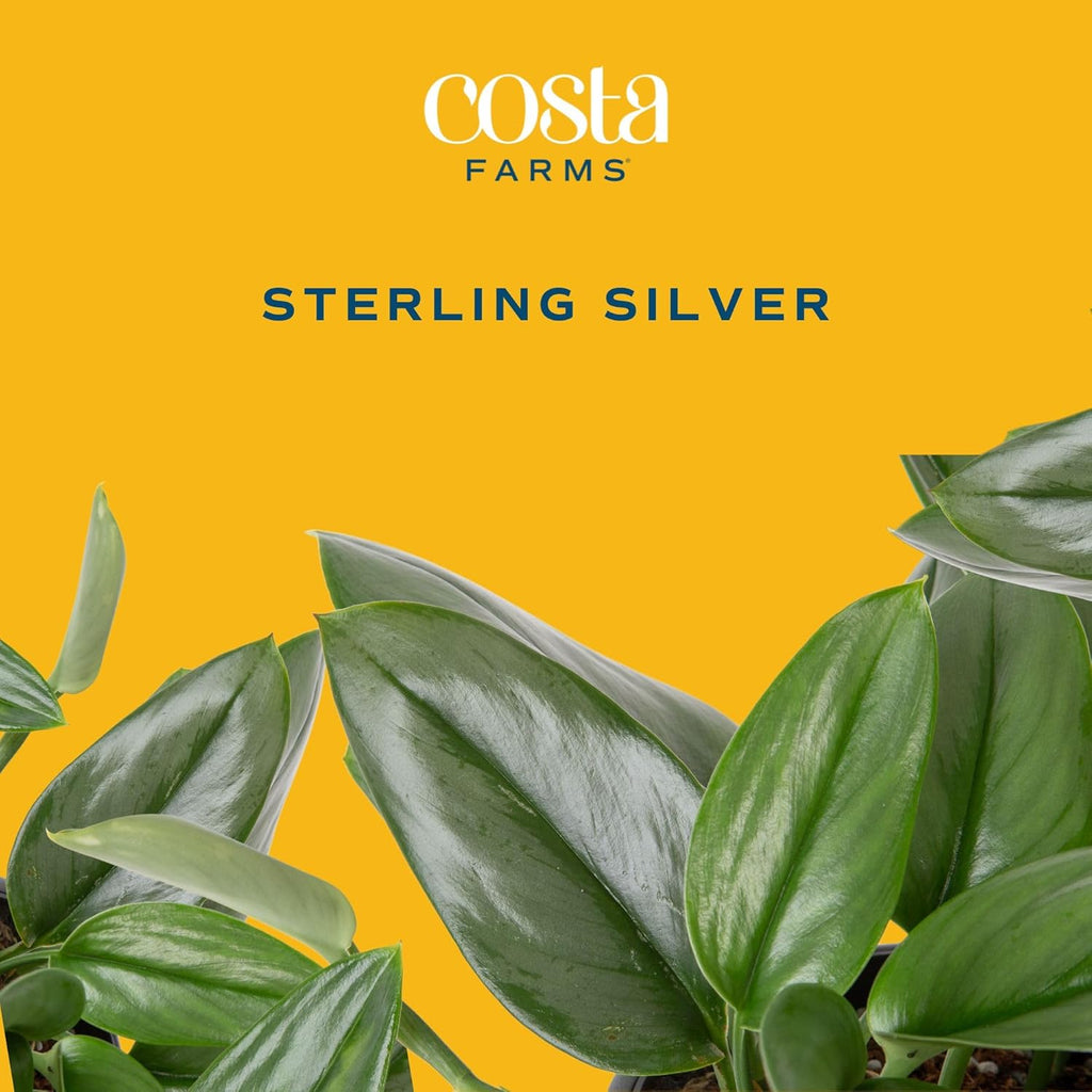 Costa Farms Sterling Silver Scindapsus Live Plant in Self Watering Pot, Indoor Houseplant, Perfect for Home, Room, or Office Decor, Great House Warming or Birthday Gift, 9-12 Inches Tall