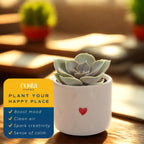 Costa Farms Succulent Plants (Pack of 3), Live Indoor Plant Mini Succulent in Cute Decor Plant Pot, Potting Soil Mix, Grower's Choice, Housewarming Gift, Room Decor, 2-Inches Tall