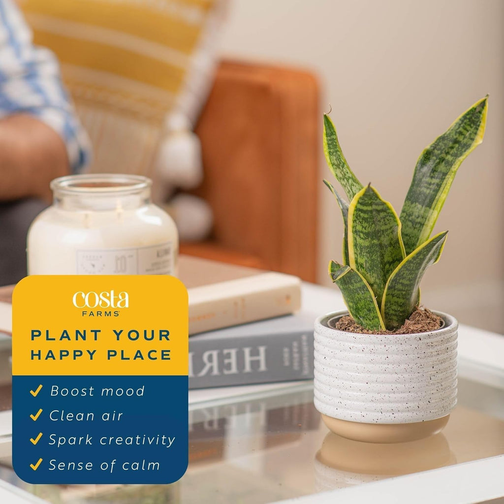 Costa Farms Live Snake Plant | Easy to Grow Indoor or Outdoor Sansevieria Houseplant | 8-Inches Tall | Potted in Plant Pots | Succulent Plant Perfect for Office and Home Decor