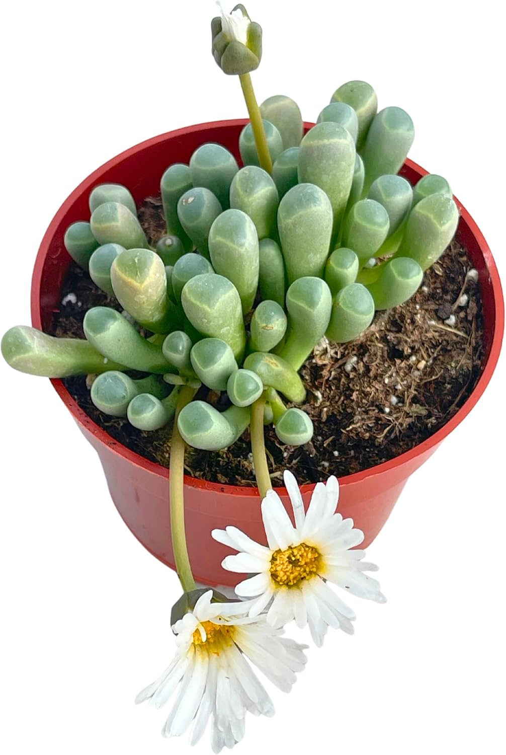 Live Succulent 4" "Baby Toes Fenestraria Rhopalophylla, Succulents Plants Live Fully Rooted House Plant for Home Office Decoration, DIY Projects by The Succulent Cult