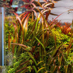 SubstrateSource Live Plant - Tall Grass, Vallisneria Spiralis - Easy Care, Low to Medium Light, Green with Spotted Bands, Background, Freshwater Aquatic Plant for Aquascaping - Lead Bunch, 4 Pack
