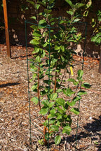 MTB Green Square Folding Tomato Cage Plant Support Tower 12 inch by 46 inch, Pack of 5 Sets