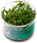 Ultum Nature Systems Cryptocoryne Beckettii Petchii Tissue Culture Live Plant for Aquarium, Aquascape, Freshwater Fish Tanks - 100% Snail Free in Vitro