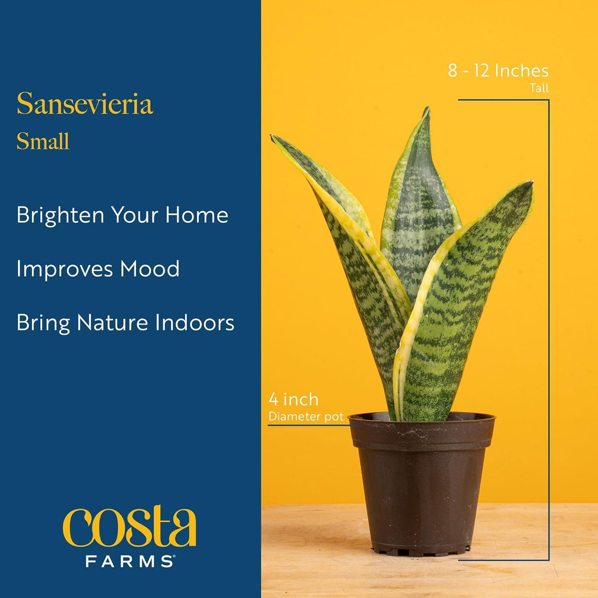 Costa Farms Live Snake Plant | Easy to Grow Indoor or Outdoor Sansevieria Houseplant | 8-Inches Tall | Potted in Plant Pots | Succulent Plant Perfect for Office and Home Decor