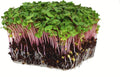 Radish Sprouting Seed - Red Arrow Variety - 4 oz Seed Pouch - Heirloom Radish Sprouts - Non-GMO Sprouting and Micro Greens