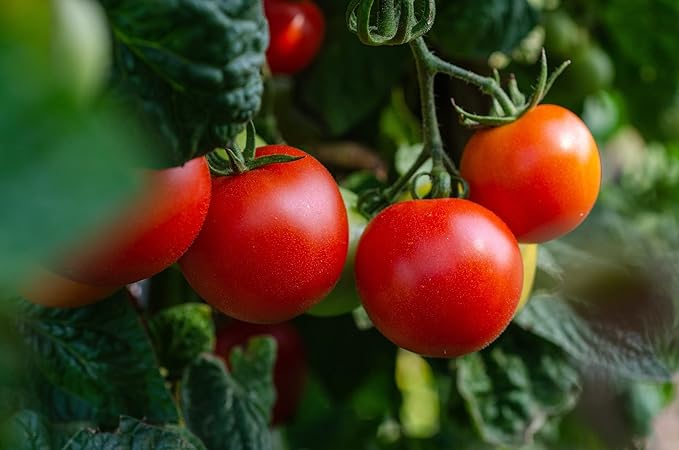 Set of 20 of Our Favorite Premium Variety Current Year Vegetable Seeds - Great for Gardening