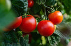 Set of 20 of Our Favorite Premium Variety Current Year Vegetable Seeds - Great for Gardening
