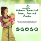 Outsidepride Fixation Balansa Clover Seeds for Lawn - 5 lbs. Coated & Inoculated, Cold Season, Drought Tolerant Cover Crop Seeds, Ideal for Erosion Control, Pasture, & Pollinator-Friendly Garden