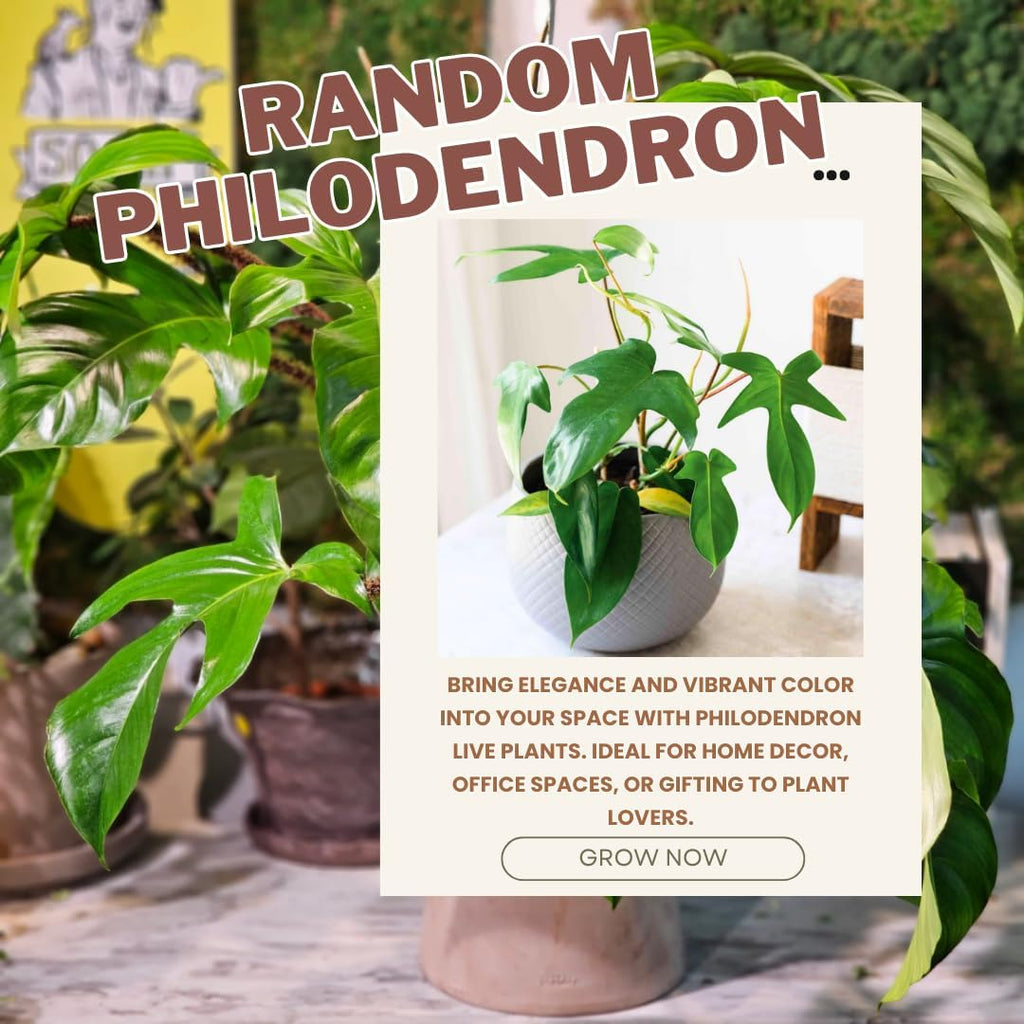 2 Philodendron Live Plant 5-9" Tall, Rare Tropical Indoor Houseplant Home Garden (Random Philodendron)
