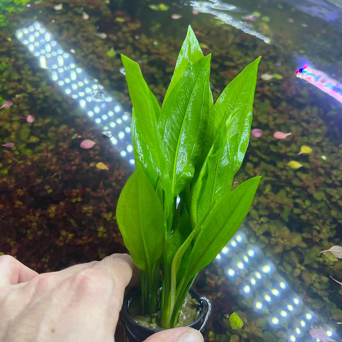 SubstrateSource Amazon Sword Echinodorus Bleheri Live Plant for Freshwater Aquariums, Natural Fish Tank Decorations, and Aquatic Decor (3 Pots (6-9 Plants))